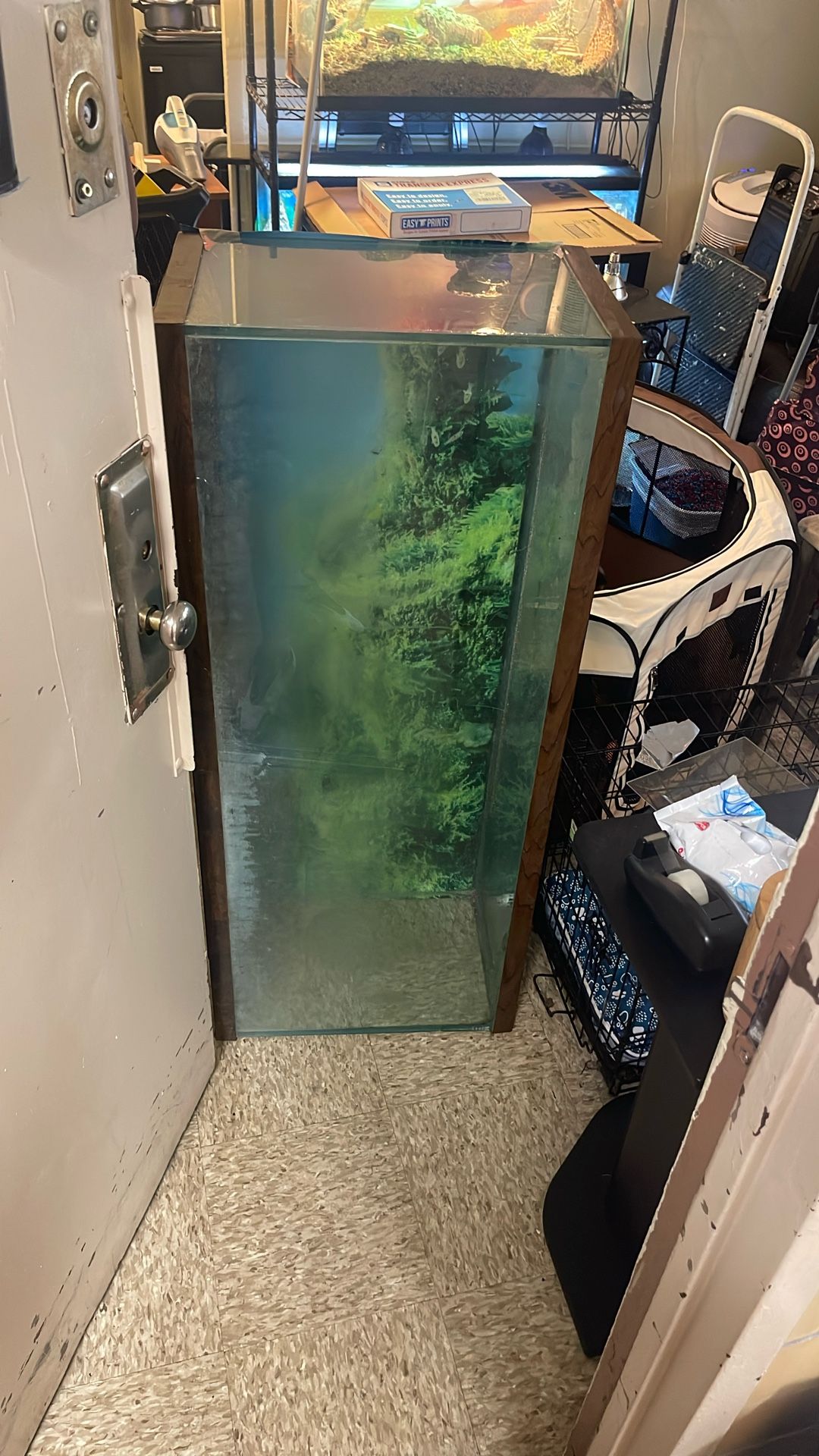 55 Gallon Fish Tank