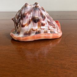Conch Paperweight 