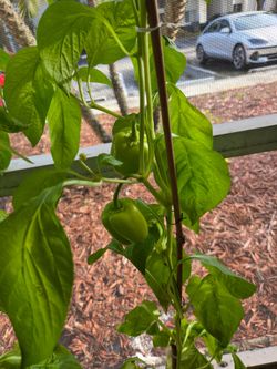 Bell pepper plant