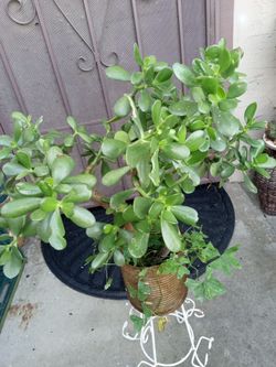 plantas de jade 