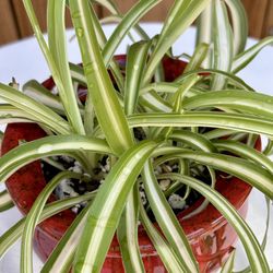 Beautiful Spider Plant 