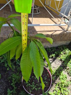 Sweet Mango tree