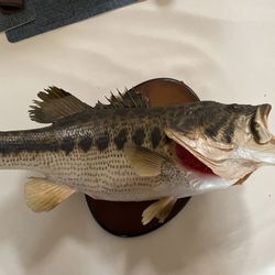 Vintage 1986 Real Skin Largemouth Bass Mount