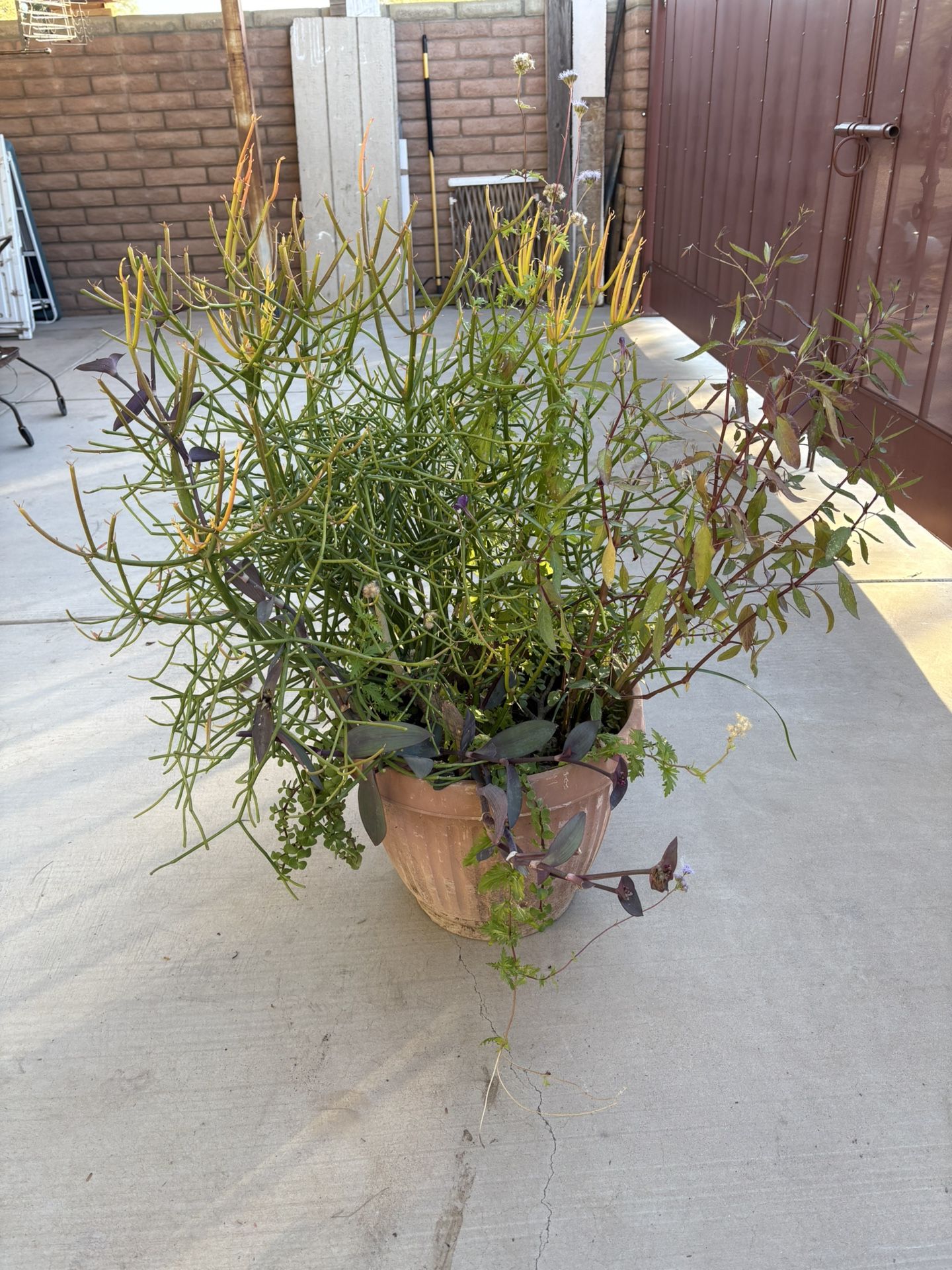 Fire stick Large Plant $75