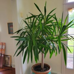 Beautiful Palm Tree Yucca Alifolia L. 
