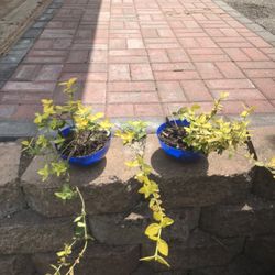 Yellow Shrubs  $5 Each 