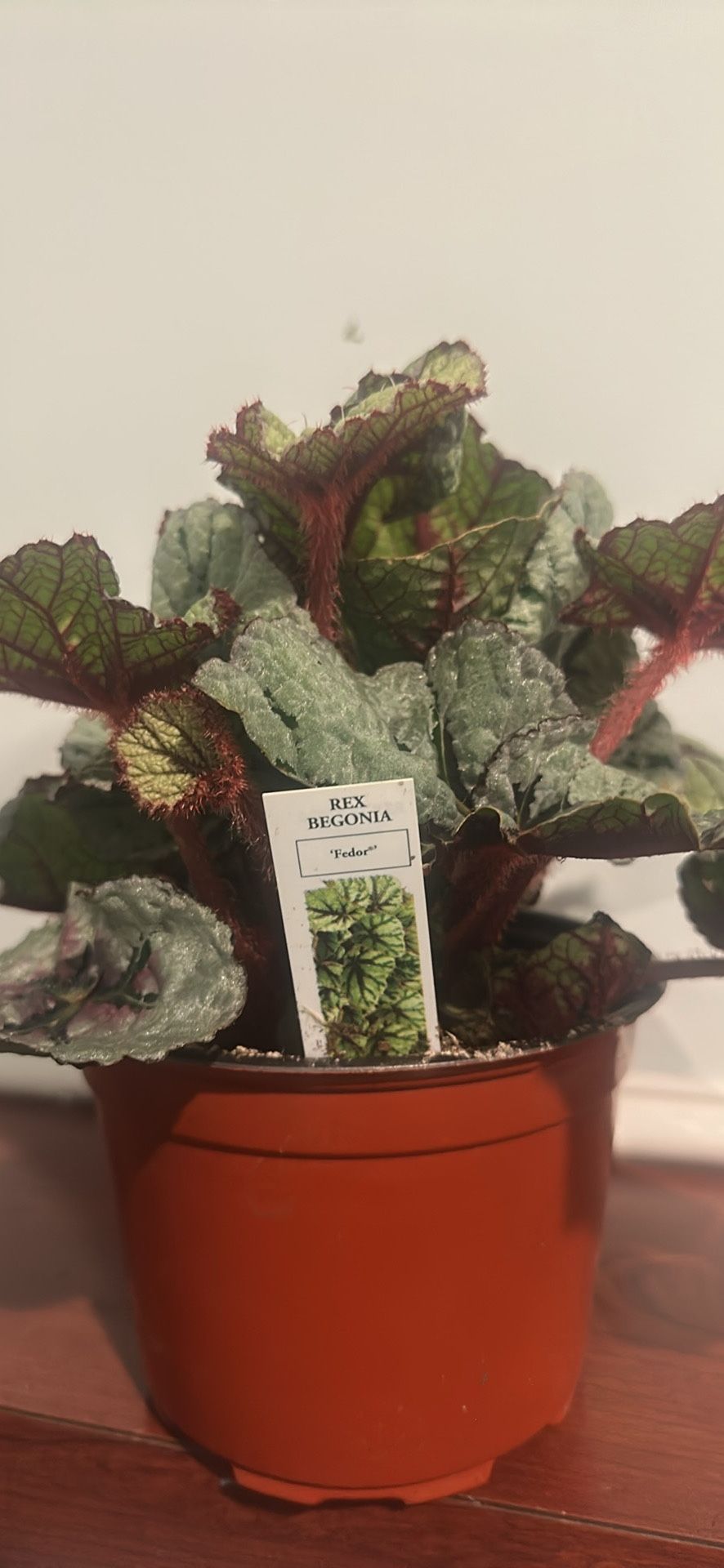 Begonia Rex (Fedor)