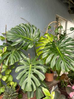 Monstera de Ojas gigantes con Maceta de cerámica