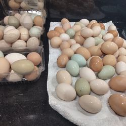 Fresh eggs