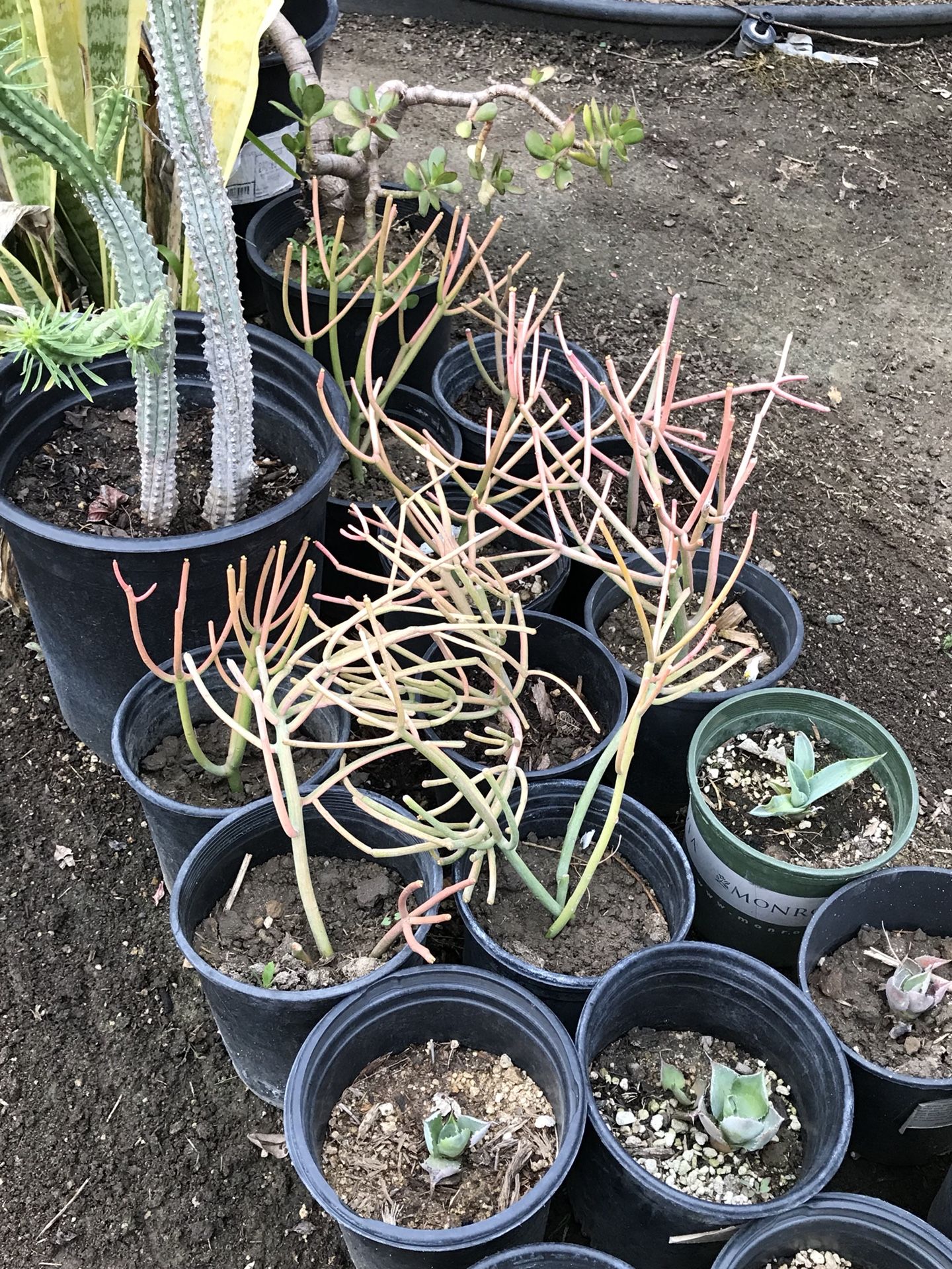 STICKS ON FIEL – EUPHORBIA TIRUCALLI $10 small. $45 large EACH