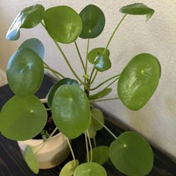 Pilea Plant