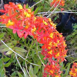 Beautiful Ground Orchids 7gl $45🧡