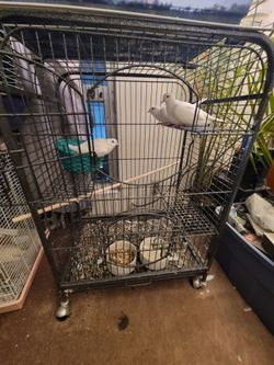 Large bird cage