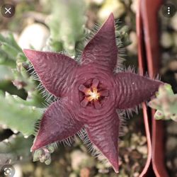 4” Stapelia Paniculata