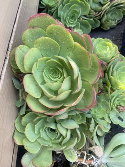 Aeonium Canariense Plant