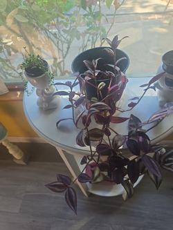 Plants
