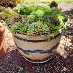 Beautiful  Ez Care SUCCULENT Planter (s)