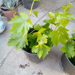 Cotton Candy Grape Vines