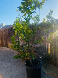 Eureka lemon/limón amarillo