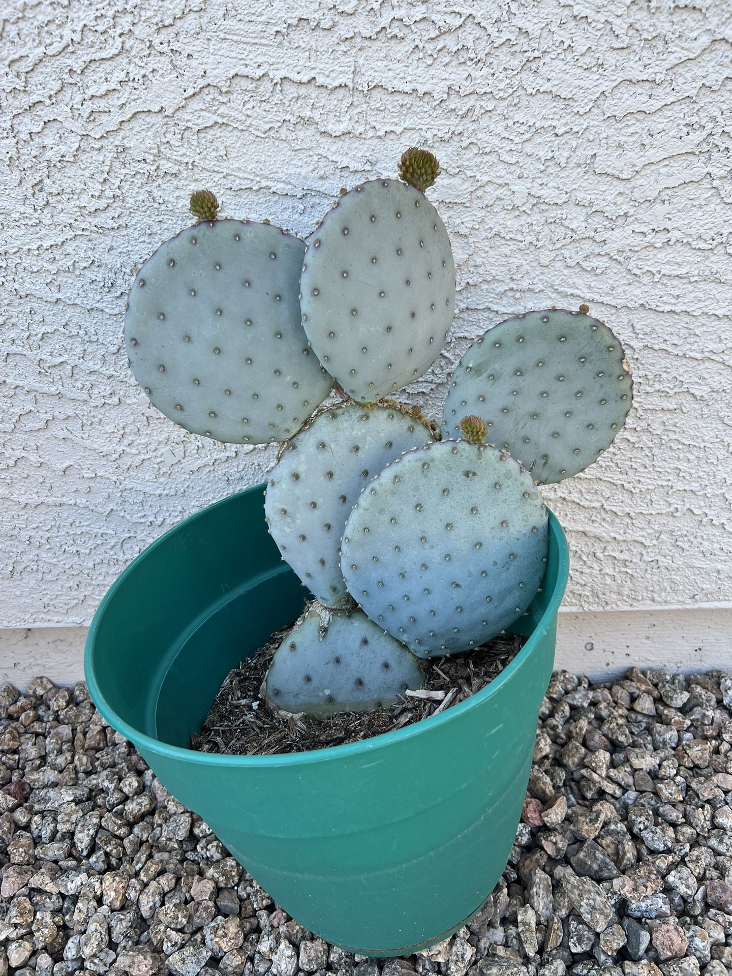 Cactus Plant 