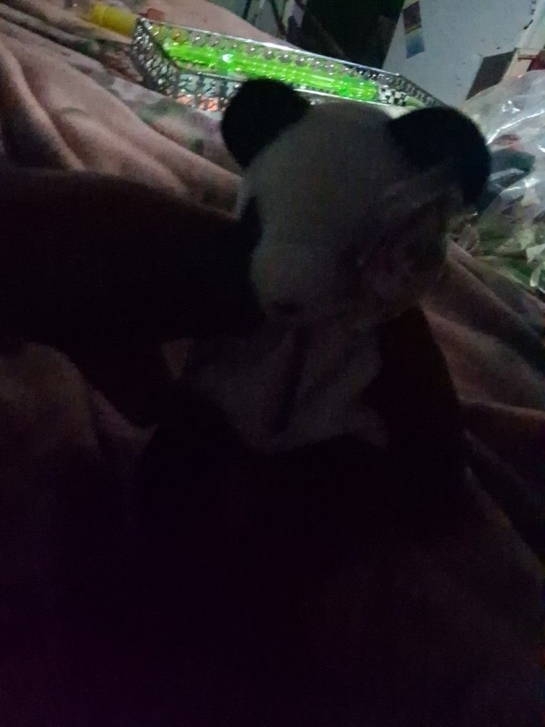 Beanie BABY