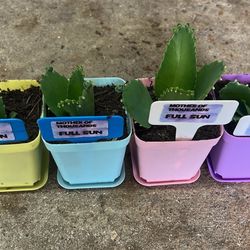 Mother Of thousands