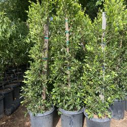 Ficus 