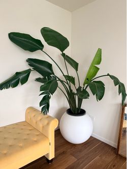 Massive 6ft White Bird of Paradise(plant only)