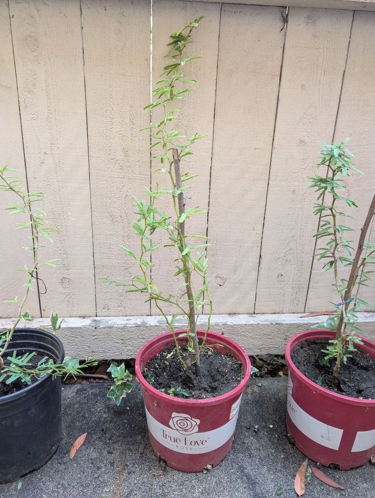 Mesquite Trees