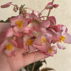 Blooming Big Pink Flowers Angel Wing Shade Plant, In 1 Gallon Pot Pick Up Only 