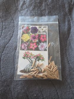 Desert Rose Adenium seeds