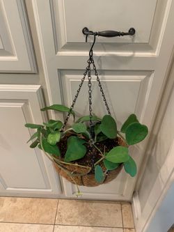 Kerrii Hoya plant