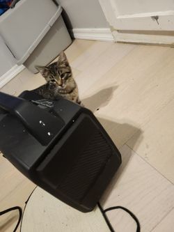 Kitnz  Needs A New Home Boizz