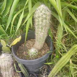 Oh Man Cactus Plant
