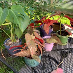 House Plant Bundle- 5 Spotted Begonias And 1- Monstera All In Ceramic Pots 