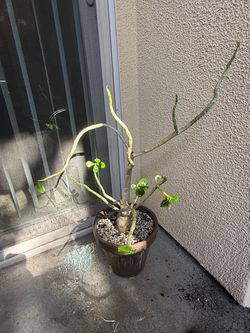 Desert rose