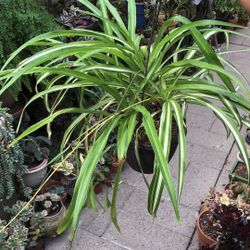 Spider Plant Two Types Available 