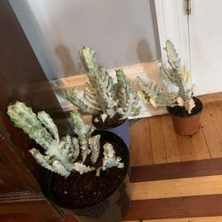 Ghost Cactus Plants!! ONLY $30 Each!! 