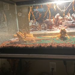 Two Bearded Female Dragons 