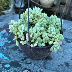 COTYLEDON SUCCULENT