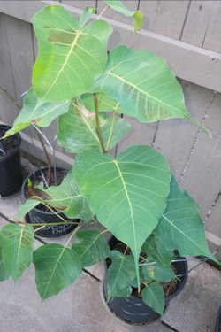 Pippal, પીપળો, Bodhi Tree