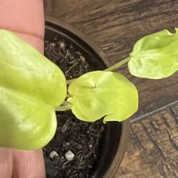 Philodendron Warscewiczii Small Plant Cutting (pls Read Description Below)