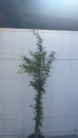 Granados / Pomegranate trees