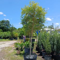 Simpson Stopper Tree Big Sale Now $200