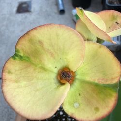 Corona De Cristo, Estela De David