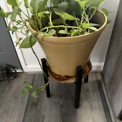 $40 Both Plants stands included.