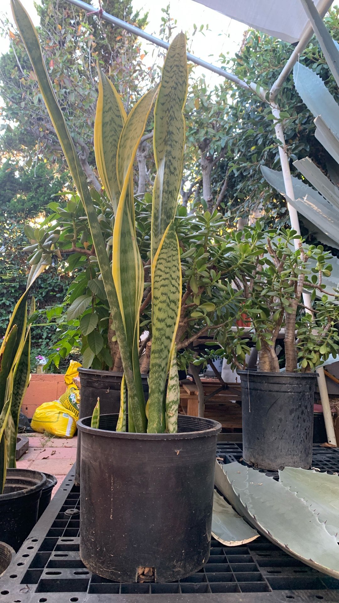 Plants Snake Plant Plantas 