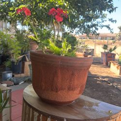 Geraniums Plant