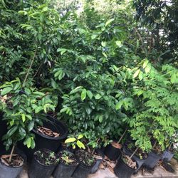 Soursop trees Still Available 