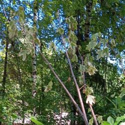 Silver Veragated Norway Maple